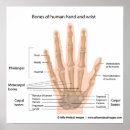Recherche de os de la main posters Humain