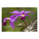 Recherche de orchidée de cattleya posters Violet