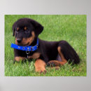 Suche nach rottweiler kunst Haustiere