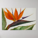 Suche nach bird of paradise poster Paradiesvogel