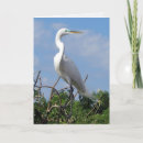 Recherche de aiguille photographie Oiseau