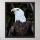 Suche nach falknerei poster Natur