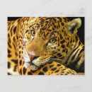 Suche nach gepunktete katze postkarten Jaguar