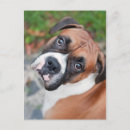 Recherche de chien boxer cartes postales Canine