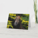 Suche nach stallion karten Foto