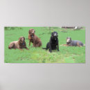Recherche de labrador posters Race