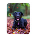Suche nach cute animals wohnen zuhause Pet