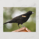 Recherche de aile photographie Oiseau