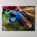 Recherche de mandarine posters Coloré