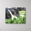 Suche nach border collie leinwandbilder Niedlich
