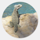 Recherche de iguane autocollants Green