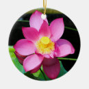 Suche nach rosa lilien ornamente Lotus
