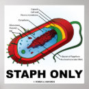 Suche nach bacteria poster Mikrobiologie