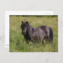 Recherche de poneys shetland cartes postales Race