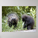 Suche nach stachelschweine poster Tiere