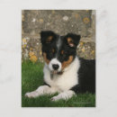 Recherche de de border collie cartes postales Dog