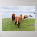 Recherche de poney shetland posters Ferme