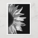 Suche nach einfarbige postkarten Blume