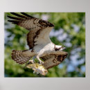 Recherche de flying bird posters Wildlife