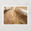 Recherche de tabac cartes postales Plante