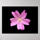 Suche nach moschus poster Blume