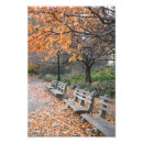 Suche nach autumn leaves poster Bäume
