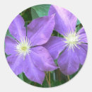 Suche nach clematis aufkleber Natur