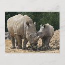 Suche nach weißer rhino postkarten Rhinozeros