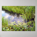 Suche nach wasser pflanze poster Natur