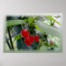 Suche nach rote beeren poster Grün