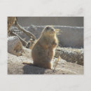 Recherche de chien prairie cartes postales Mignon