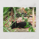 Suche nach postcrossing postkarten Schwarze katze