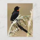 Suche nach lange schwänze postkarten Vogelvogel