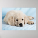Suche nach kleine haustiere poster Babytiere