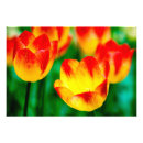 Recherche de tulipe jaune posters Printemps