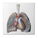 Suche nach arzt fliesen Anatomie