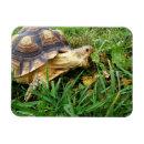 Suche nach lustige schildkröte magnete Reptilien