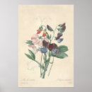 Suche nach erbse poster Druck