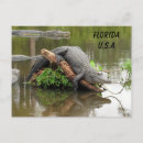 Suche nach florida alligator postkarten Zähler