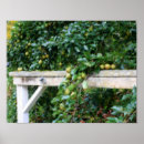 Recherche de arbre fruitier art Nature