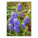 Recherche de hyacinthe Jacinthe de raisin