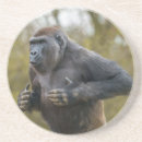 Recherche de gorille dessous de verres Ape