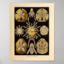 Suche nach seeigel poster Meer