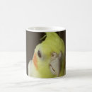 Recherche de cockatiel Mignon