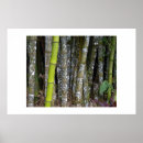 Recherche de forêt tropicale art Bambou