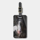 Recherche de portrait de cheval accessoires Photographie