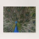 Recherche de peacock puzzles Photographie