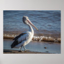 Recherche de pelican posters Australie