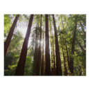 Recherche de sequoia posters Californie