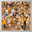 Suche nach strand muscheln poster Nautisch